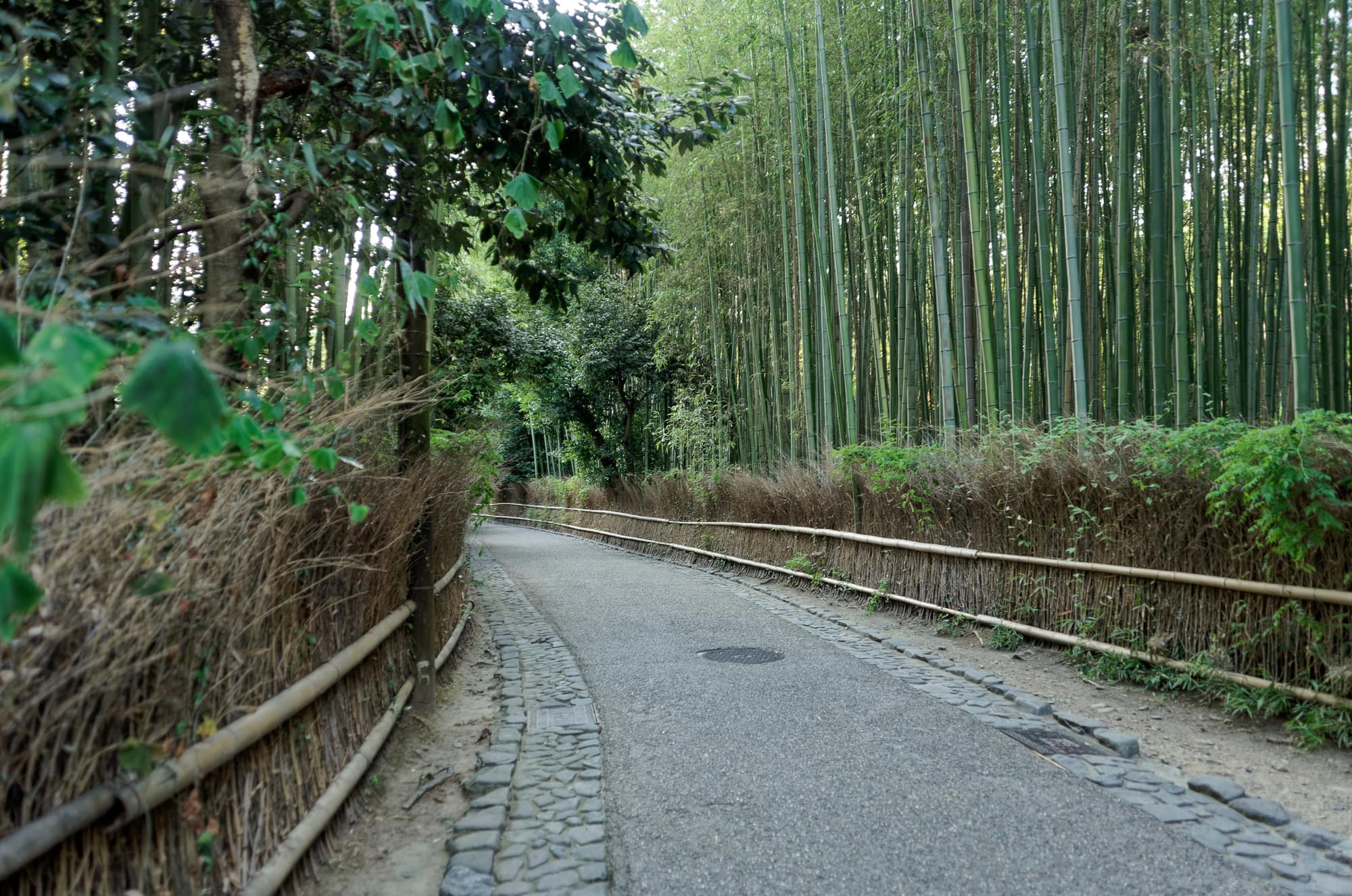 An empty paved path lined with bamboo fences winds through the tall Sagano bamboo grove in Arashiyama.